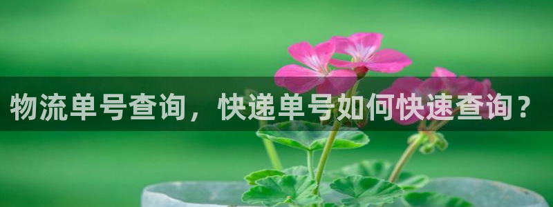 28圈app官网少林足球：物流单号查