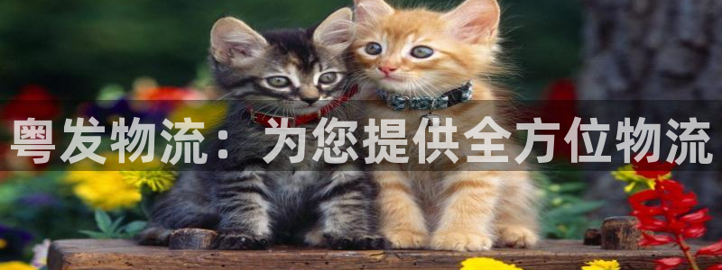 加拿大28圈数字规则：粤发物流：为您