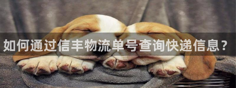 28圈官方网站预测：如何通过信丰物流